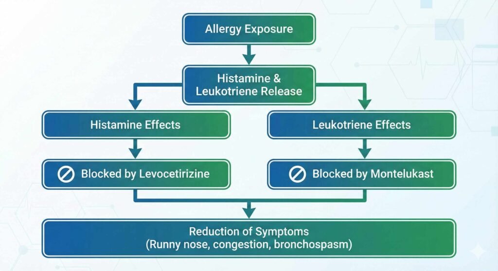 mechanism of action montek-lc tablet