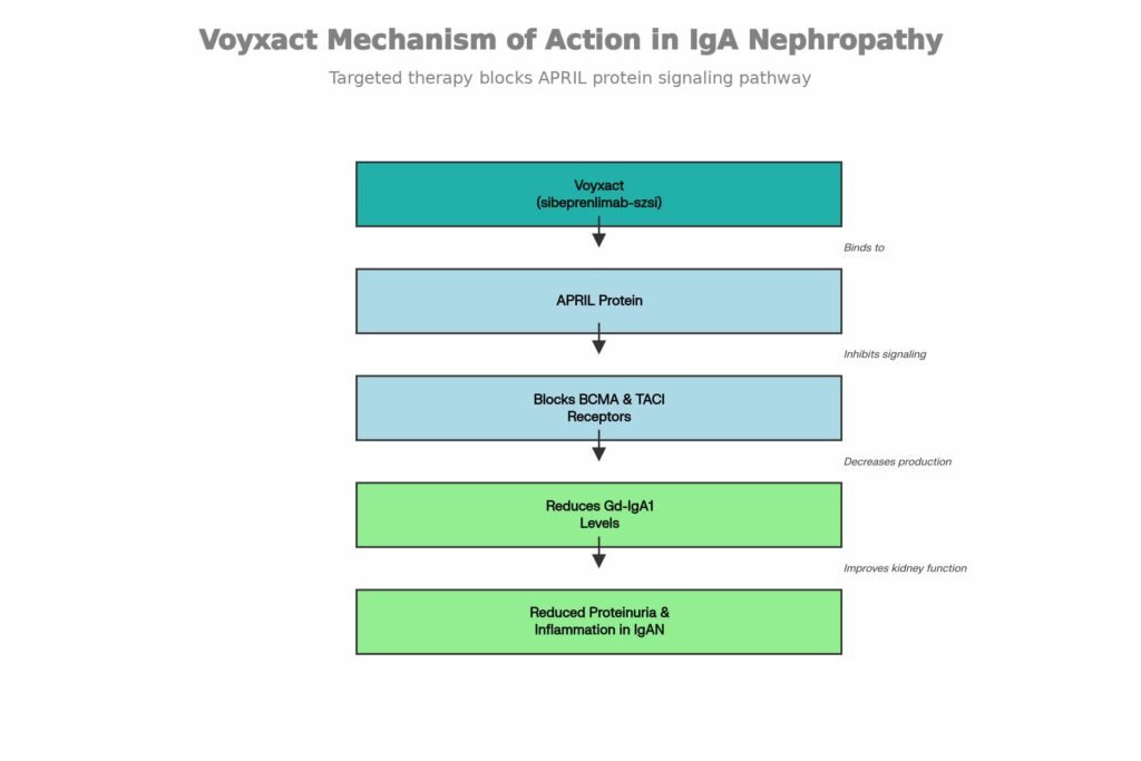 voyxact mechanism of action