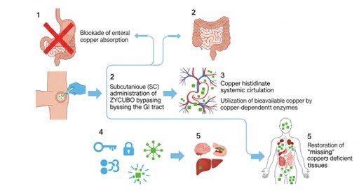 mechanism of action of zycubo